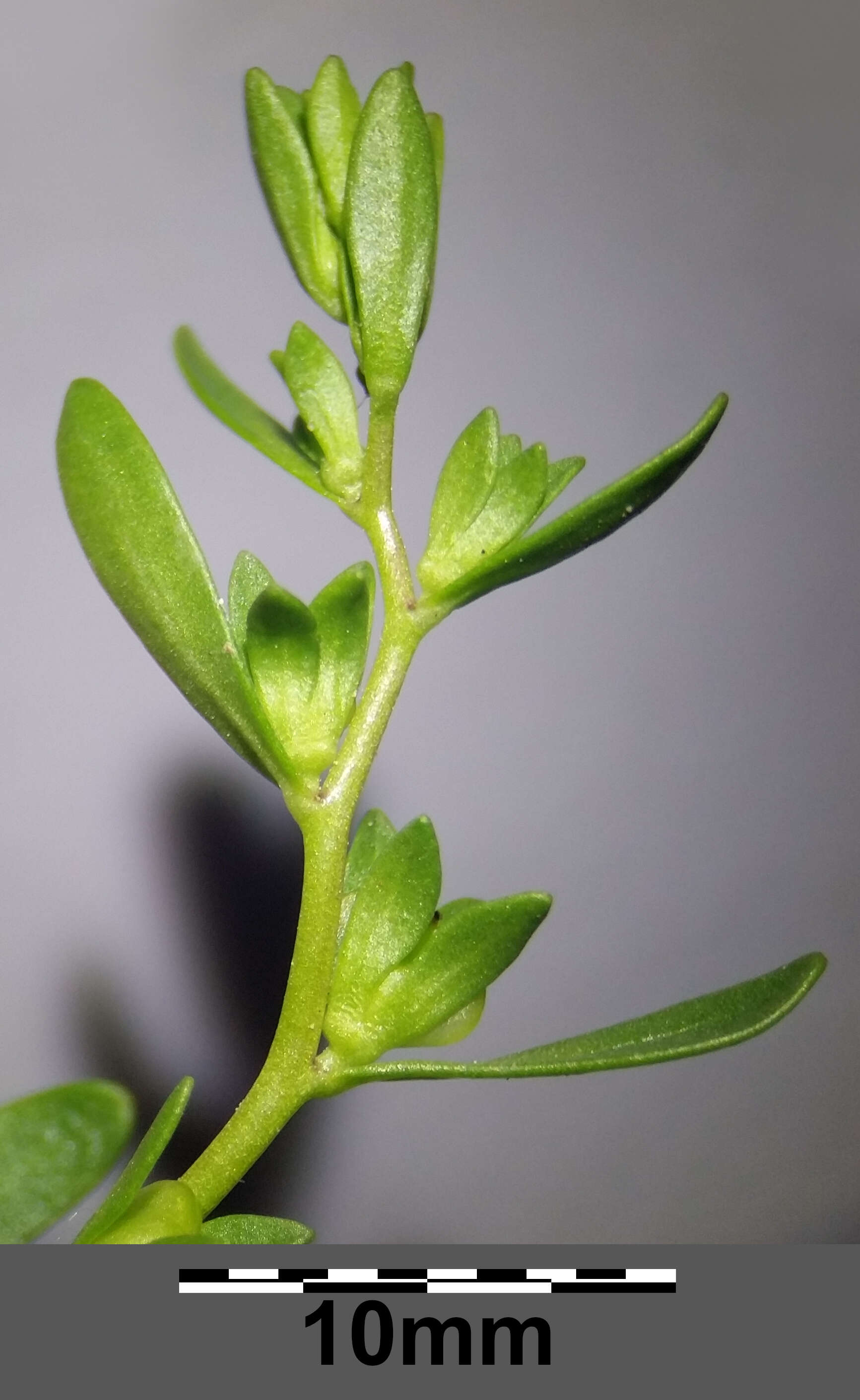 Image of american speedwell