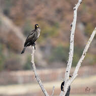 Image of Black Shag