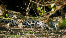 Image of Panthera onca palustris (Ameghino 1888)