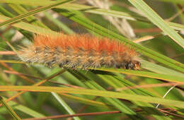 Image of Virginian Tiger Moth