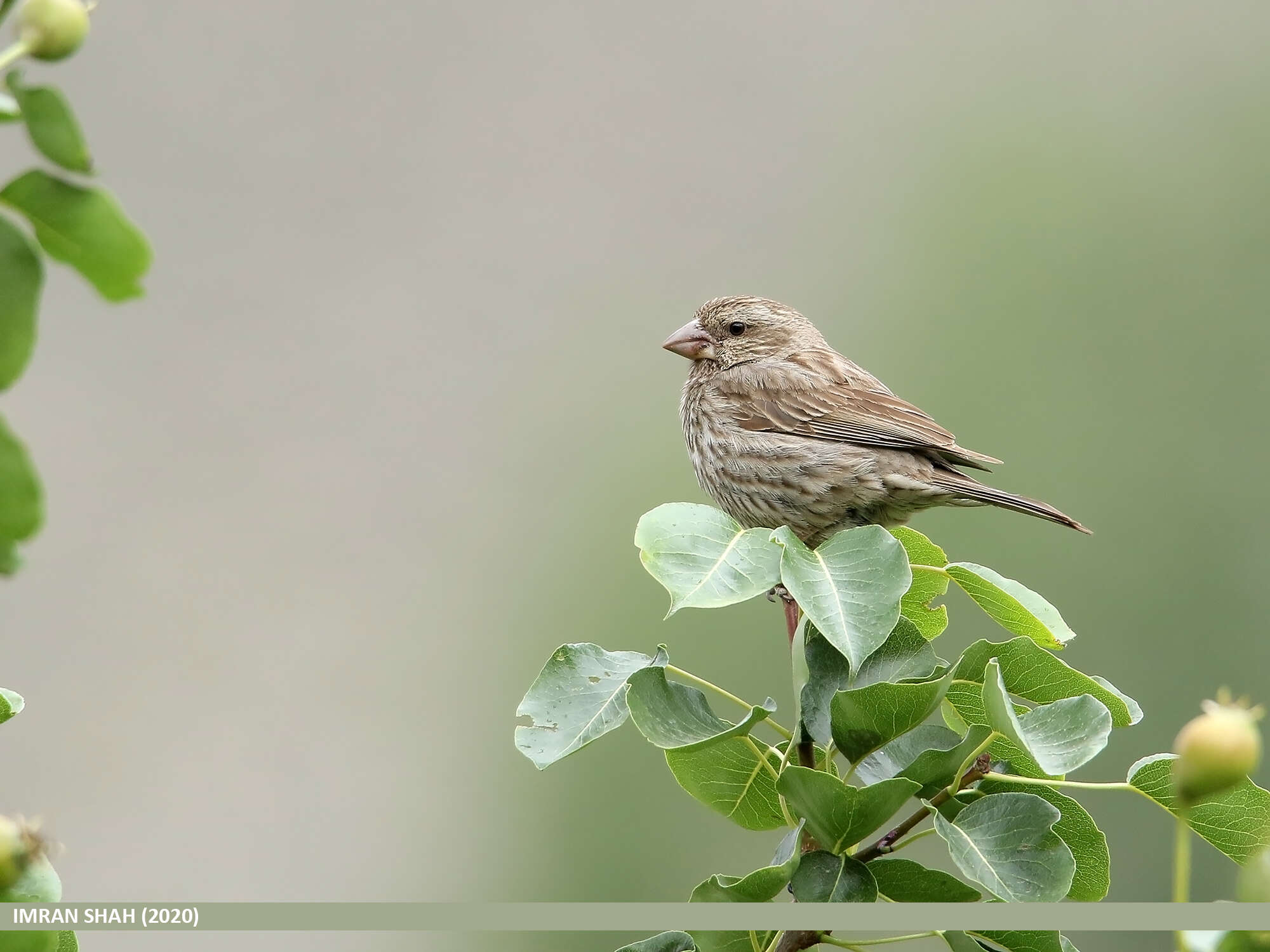 Plancia ëd Carpodacus rhodochlamys (Brandt & JF 1843)