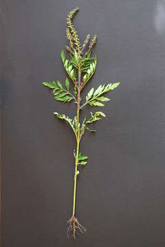 Image of annual ragweed