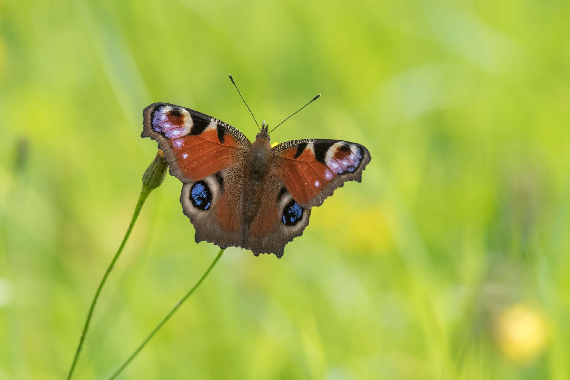 Image of Aglais io