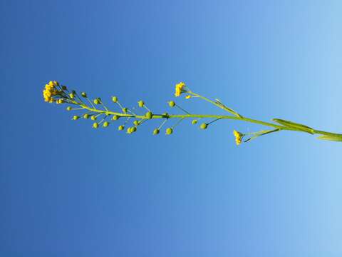 Image of ball mustard