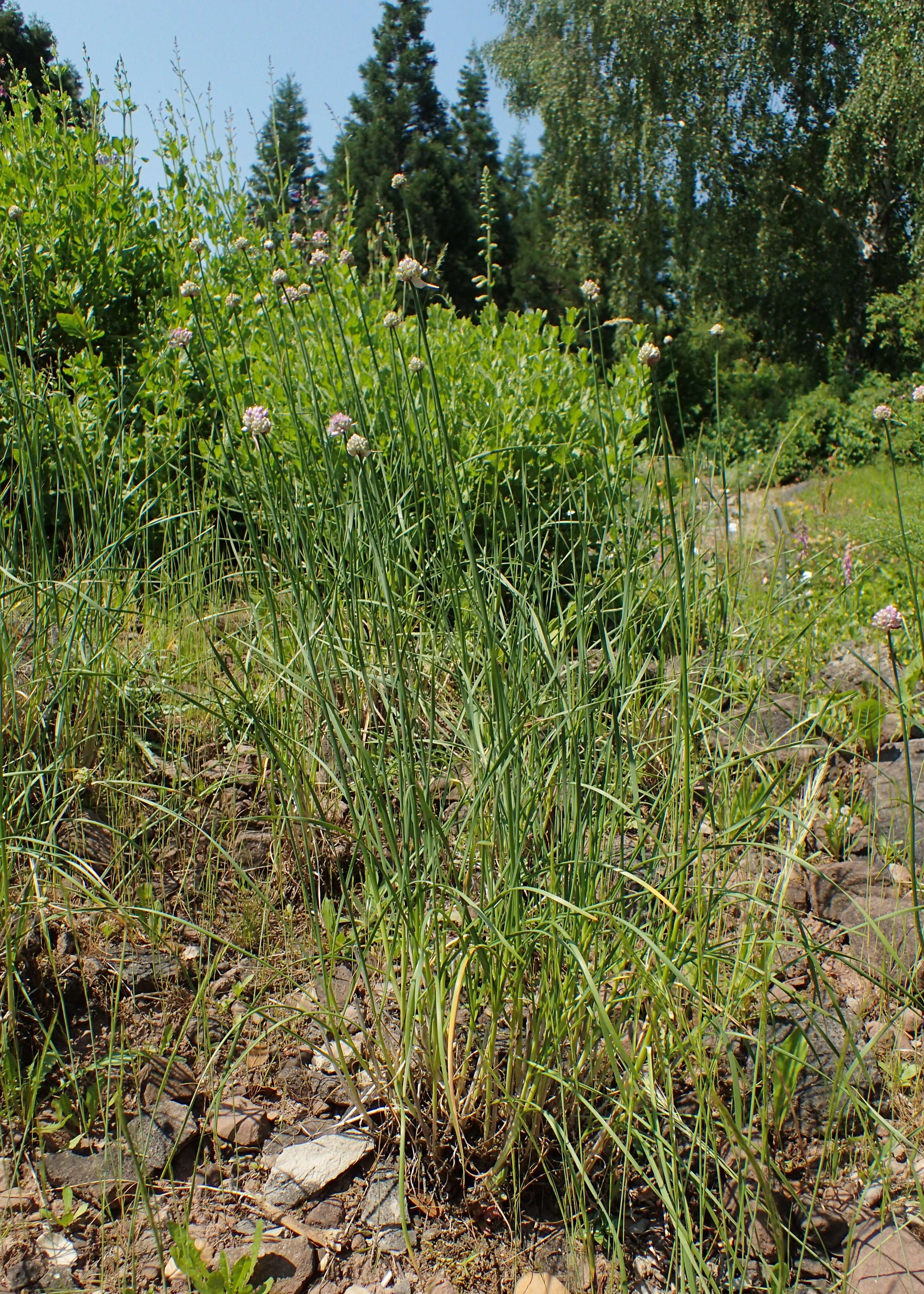 Image of Allium strictum Schrad.