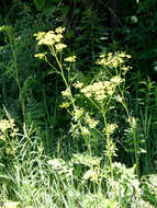 Image of wild parsnip