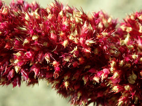 Image of Mexican Grain Amaranth