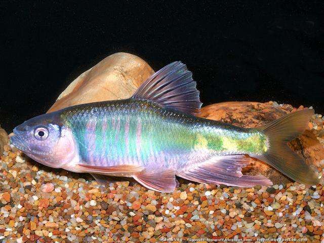 Image of Chengdu chub