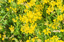 Image of Horseshoe-vetch