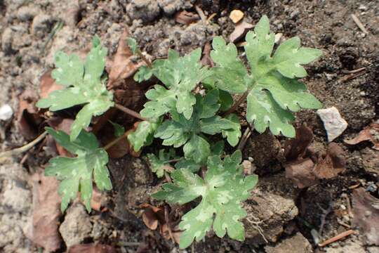 Image of bluntleaf waterleaf