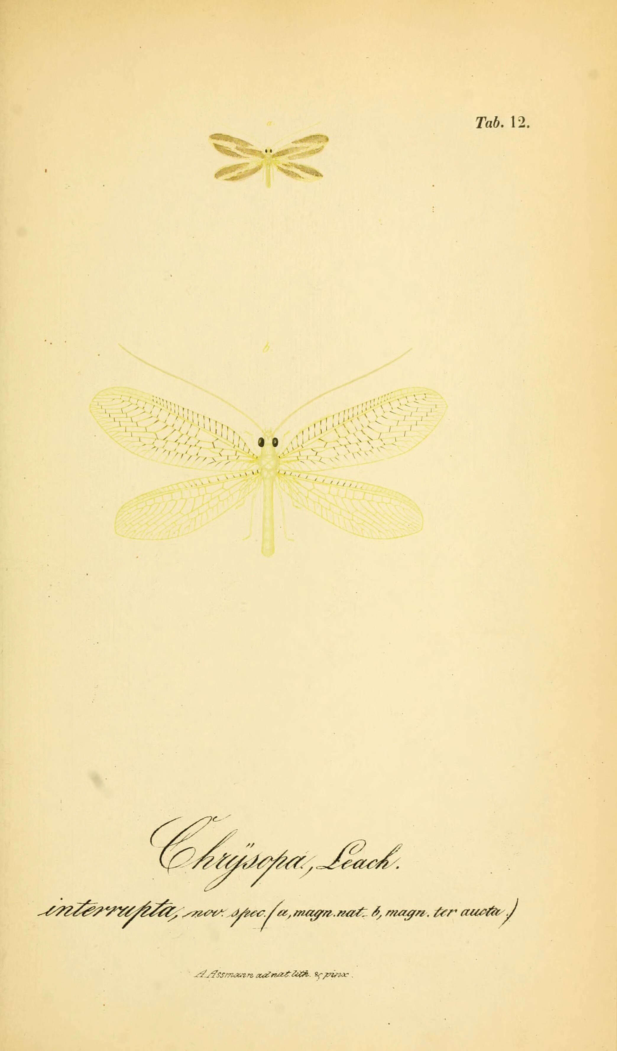 Image of Chrysoperla rufilabris (Burmeister 1839)
