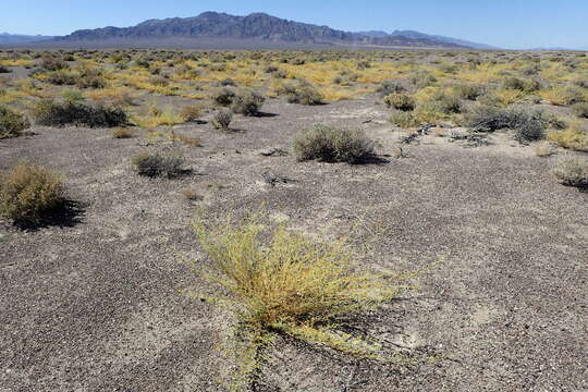 Image of Mojave cleomella