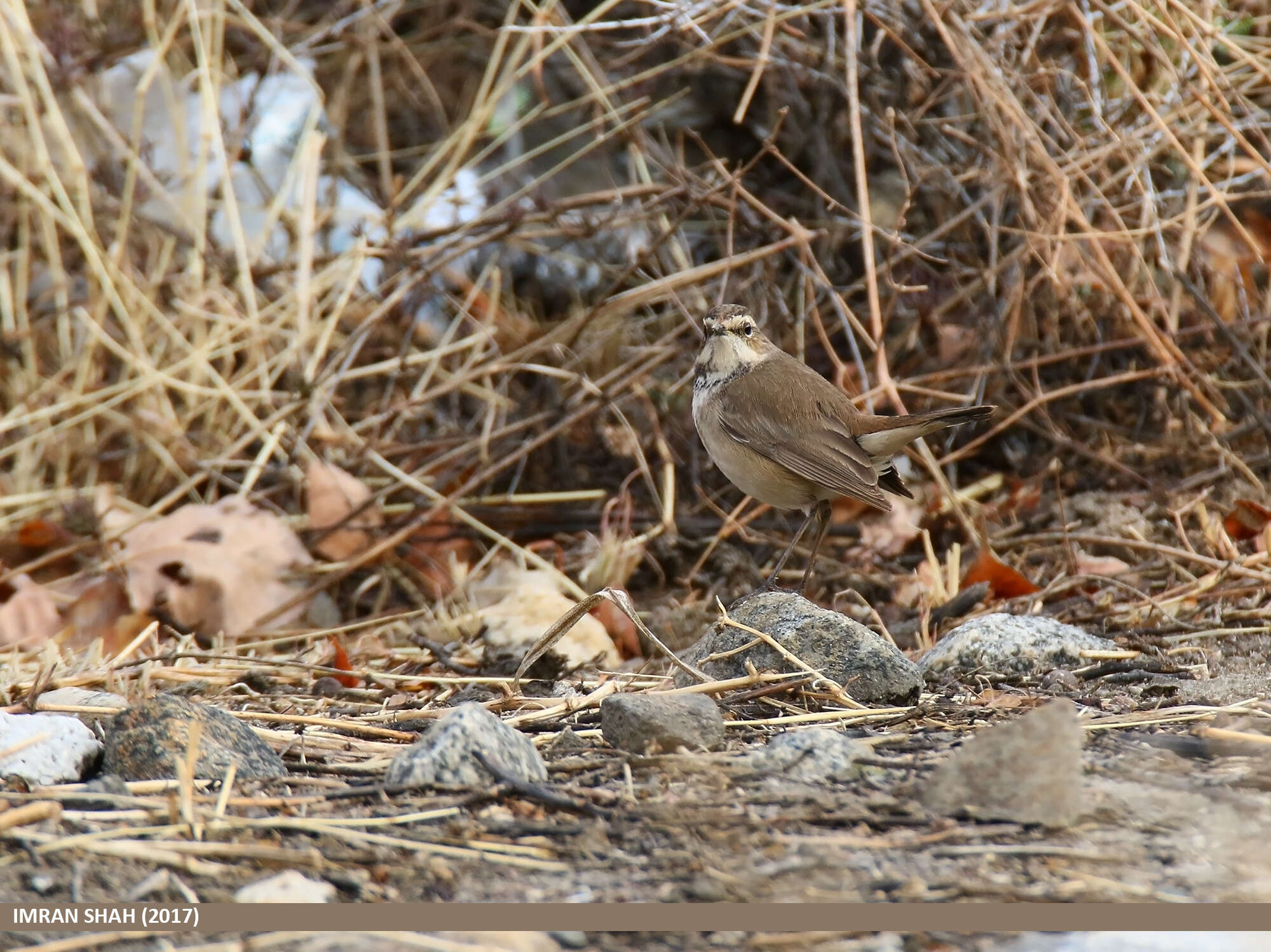 Image of Bluethroat