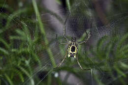 Image of Cyrtophora cicatrosa (Stoliczka 1869)