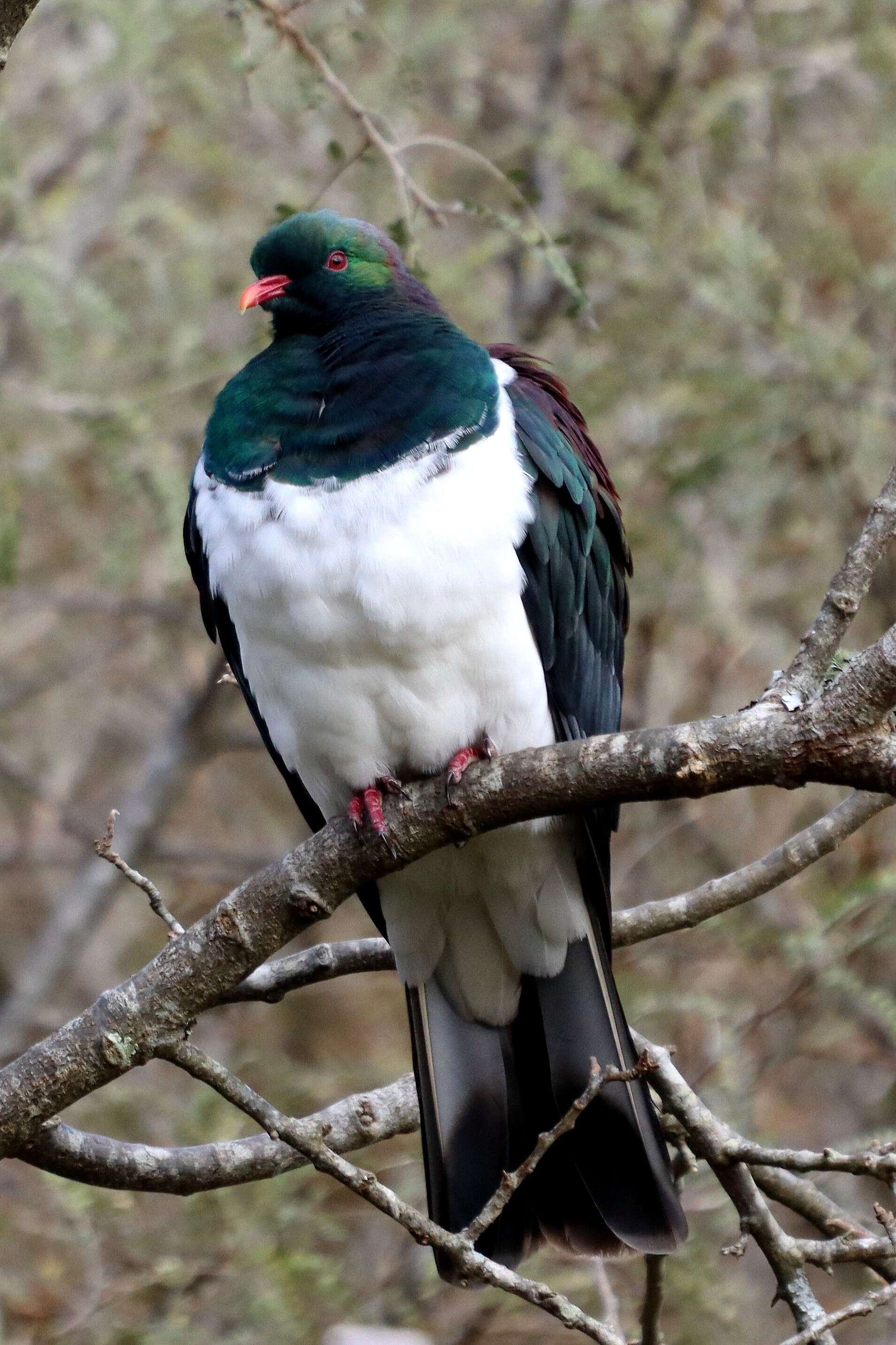 Image of Kererū