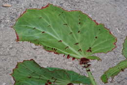 Слика од Begonia manicata Brongn.