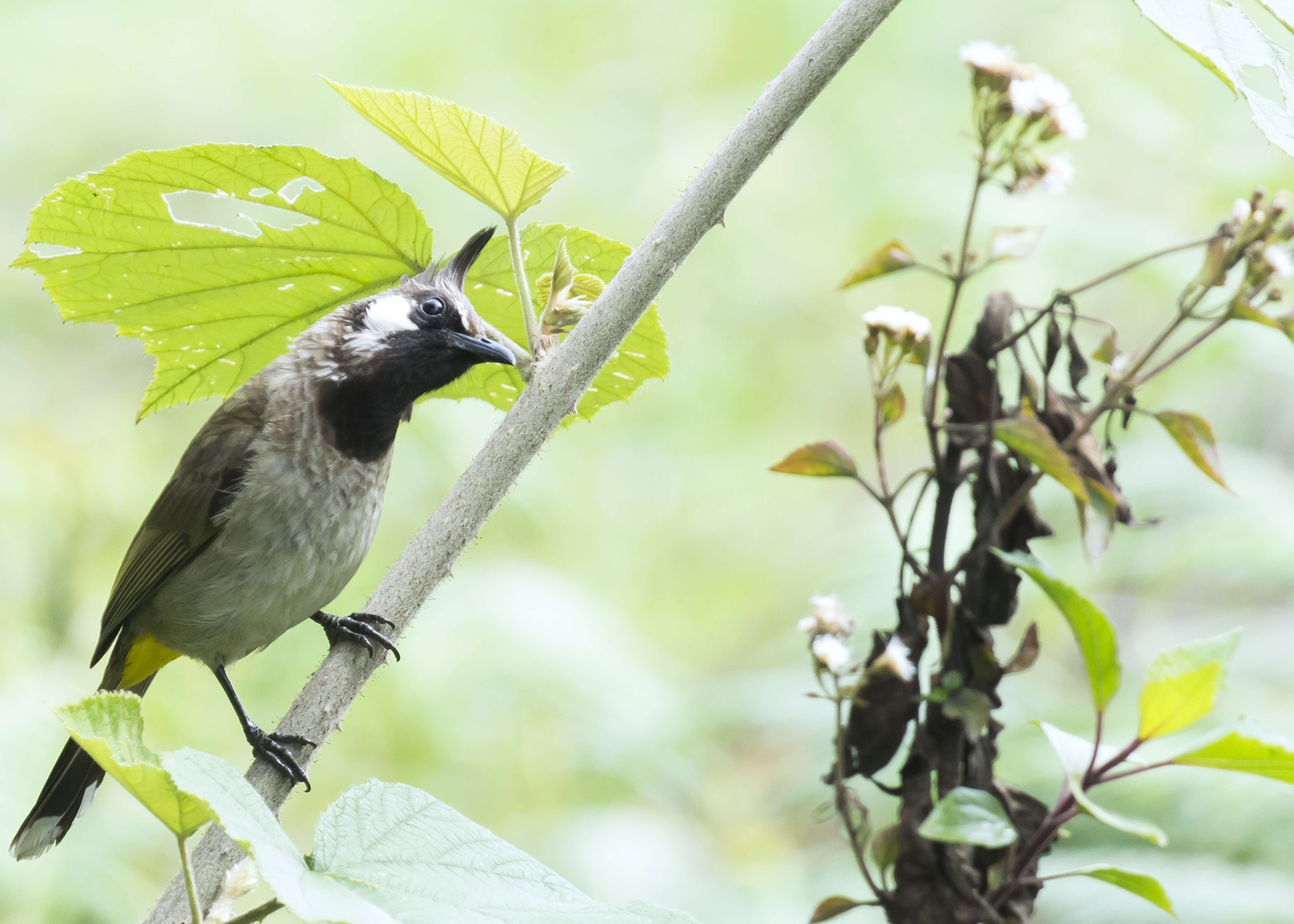 Image of Himalayan Bulbul