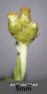 Image of Jersey cudweed