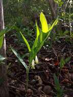 Image of Angular Solomon's Seal