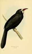 Image of White-fronted Nunbird