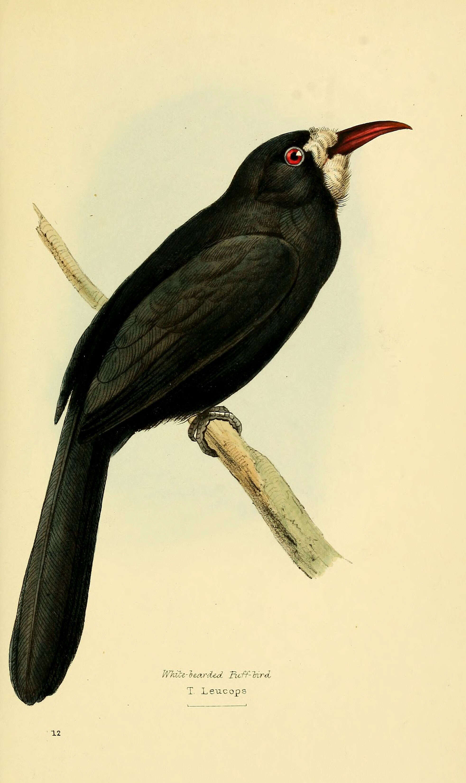 Image of White-fronted Nunbird