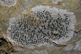 Image of lecidella lichen