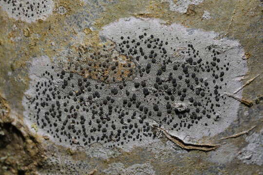 Image of lecidella lichen