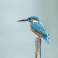 Image of Common Kingfisher