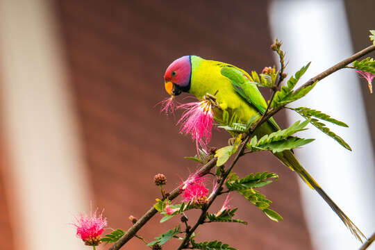 Image of Plum-headed Parakeet