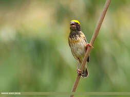 Image of Black-breasted Weaver