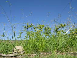 Image of Tall flatsedge