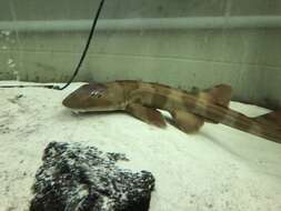 Image of Bluespotted Bamboo Shark