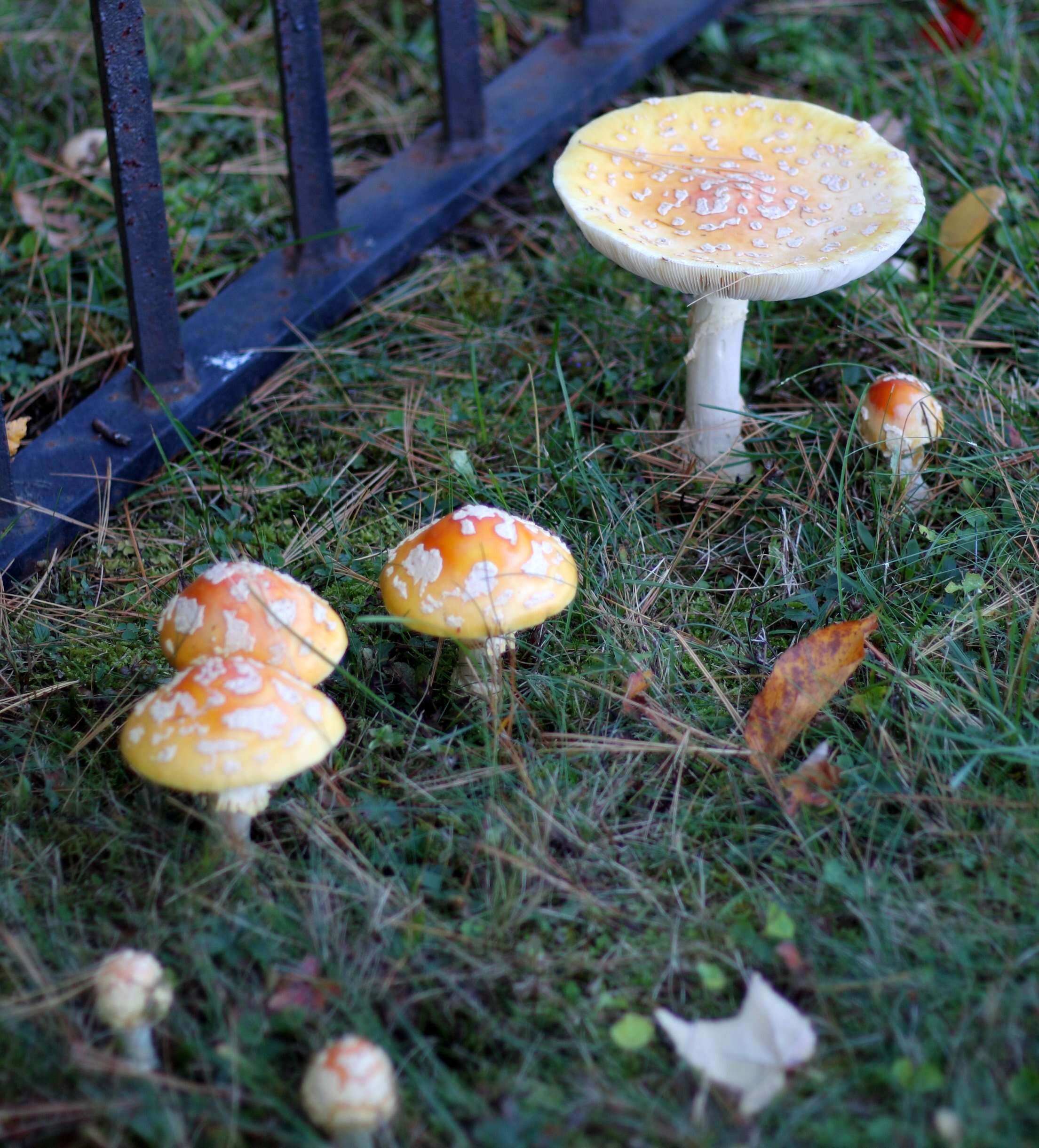 Imagem de Amanita muscaria var. guessowii