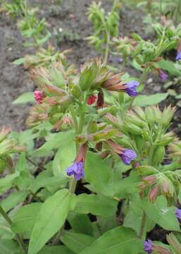 Image of Pulmonaria mollis Hornem.