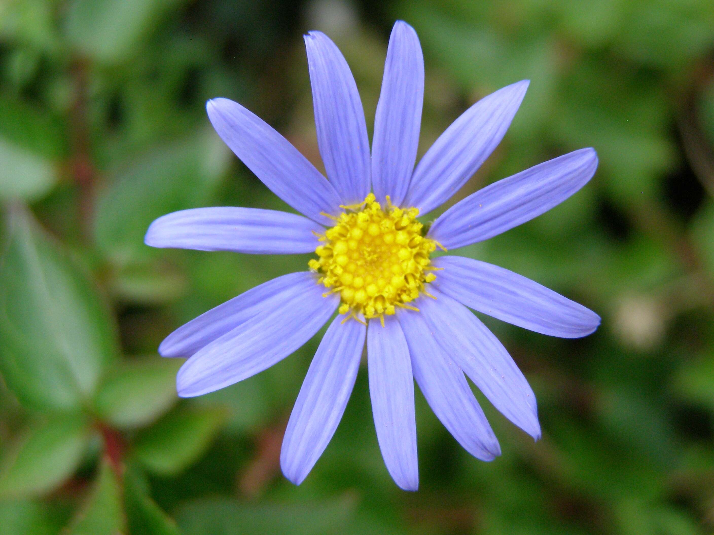 Image of Blue aster