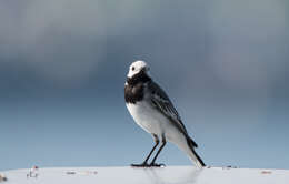 Image of Pied Wagtail and White Wagtail