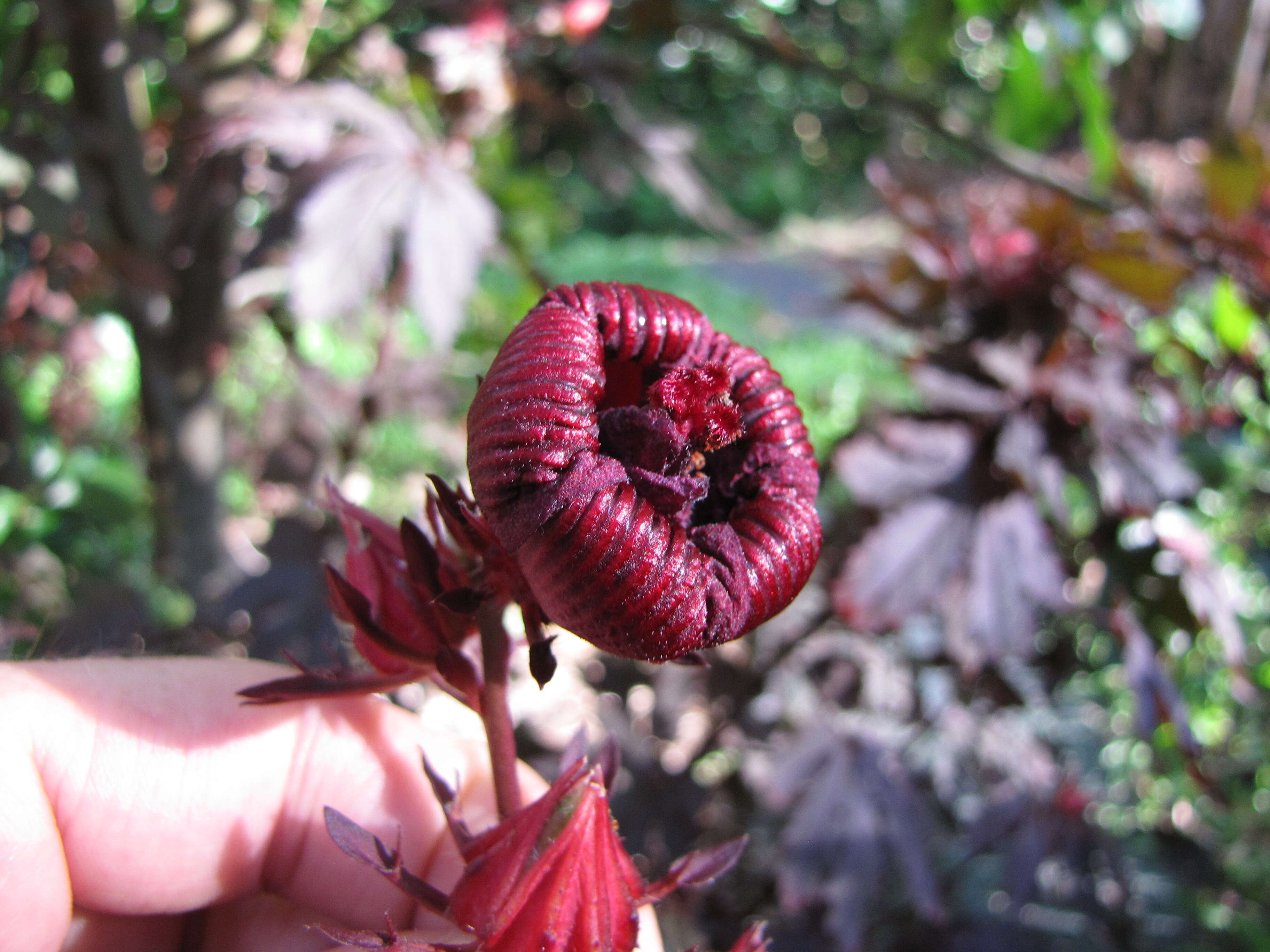 Image of African rosemallow