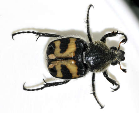 Image of Bee beetle