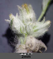 Image of field cudweed