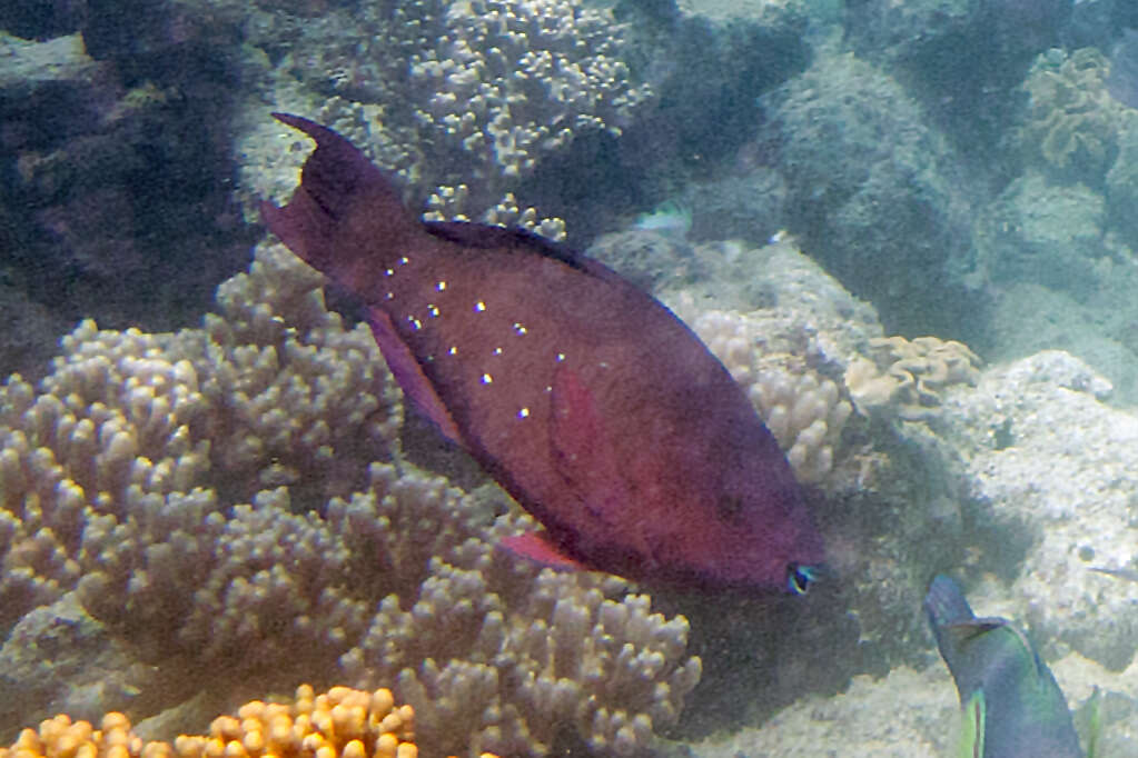 Image of Filament-finned Parrotfish