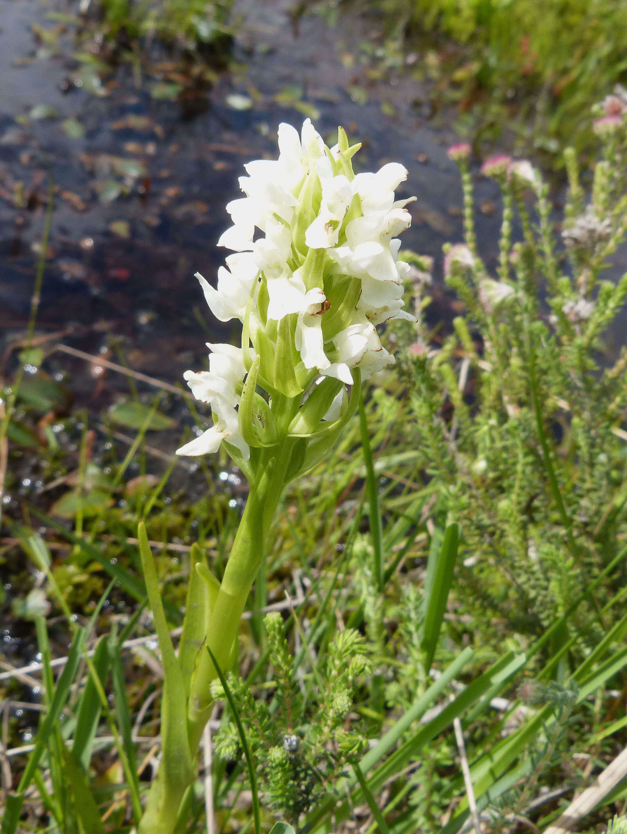 Dactylorhiza incarnata (L.) Soó resmi