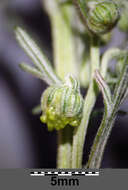 Image of Roman wormwood