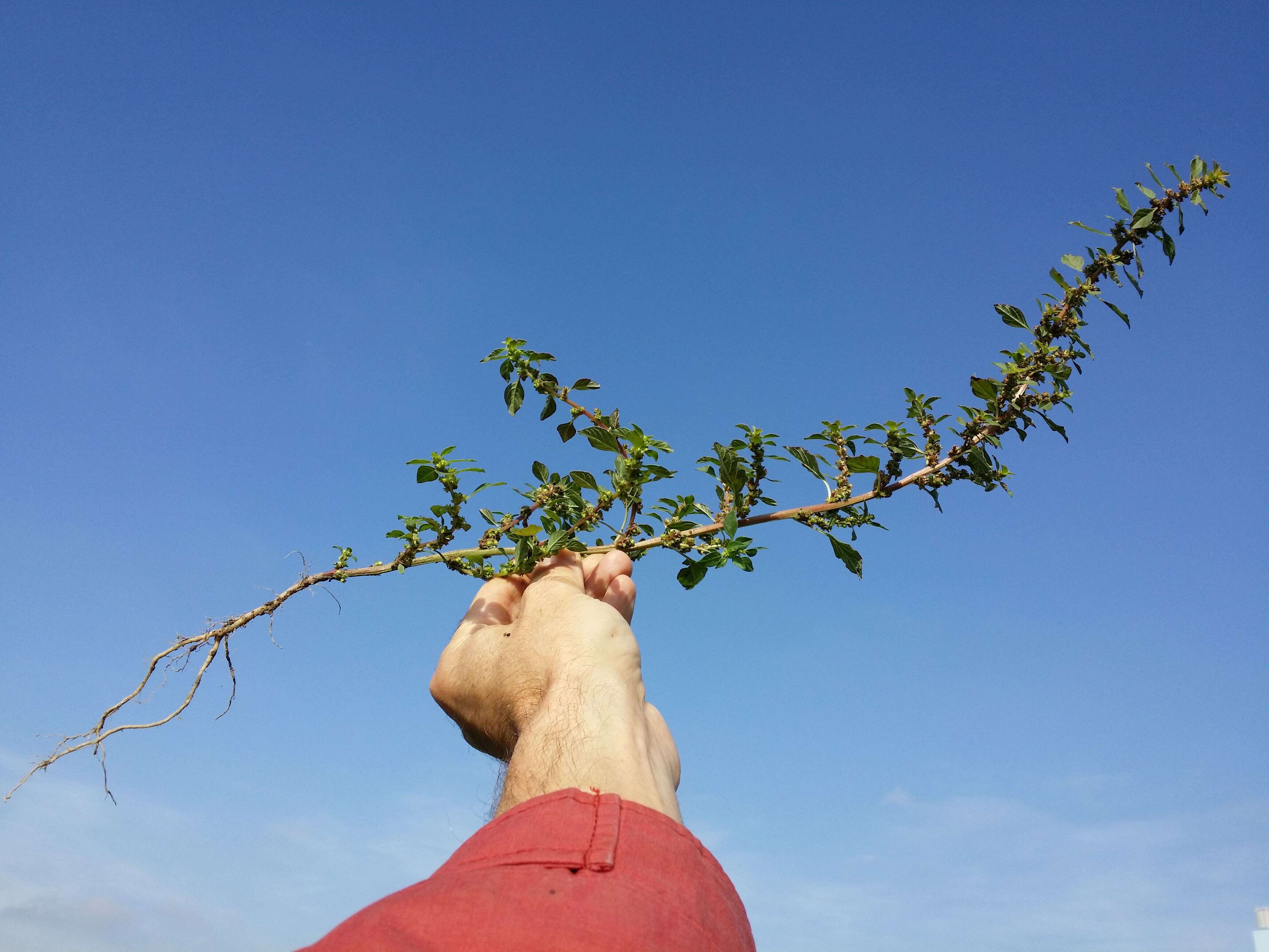 Image of Mediterranean Amaranth