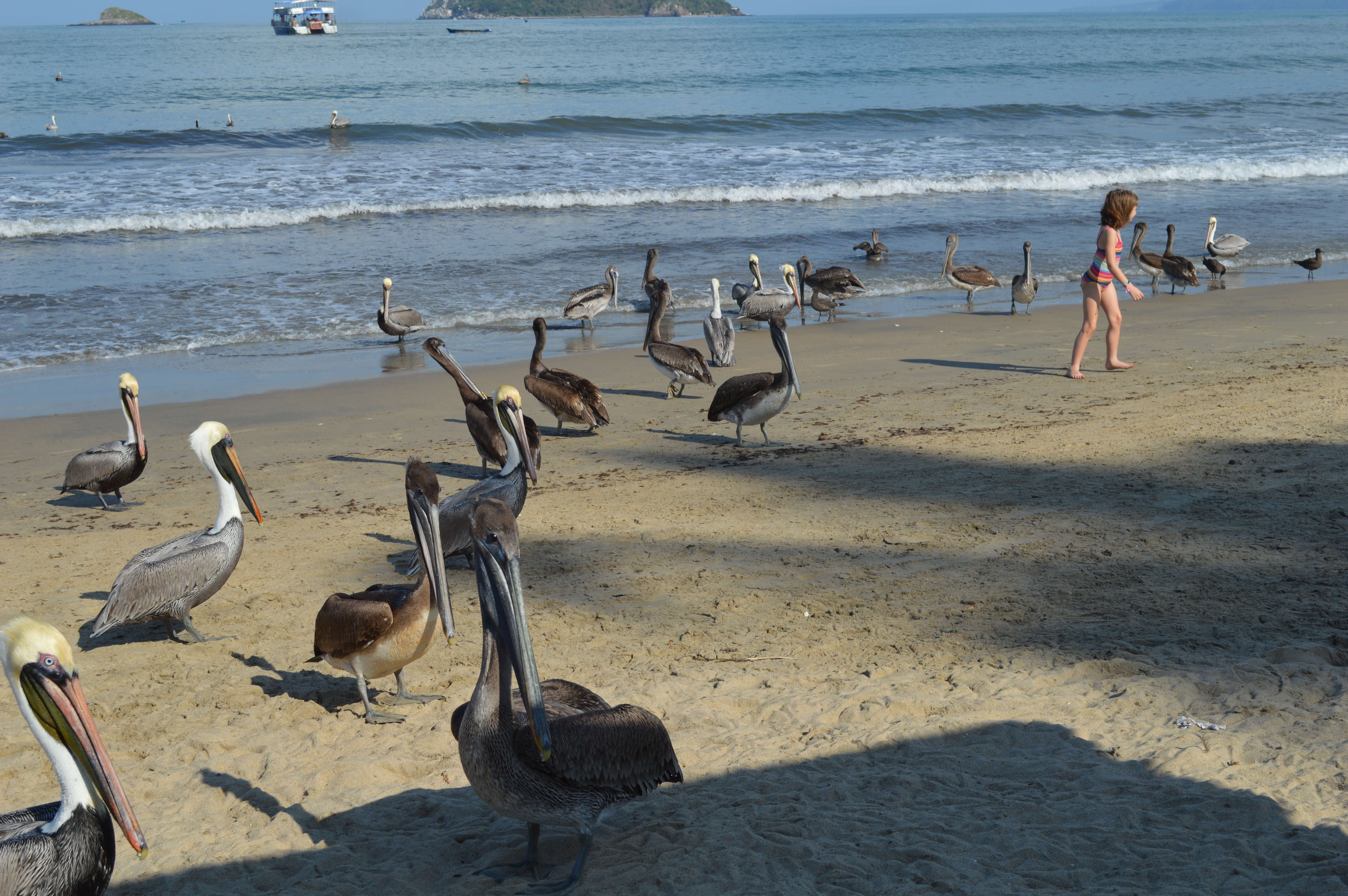 Image of California brown pelican