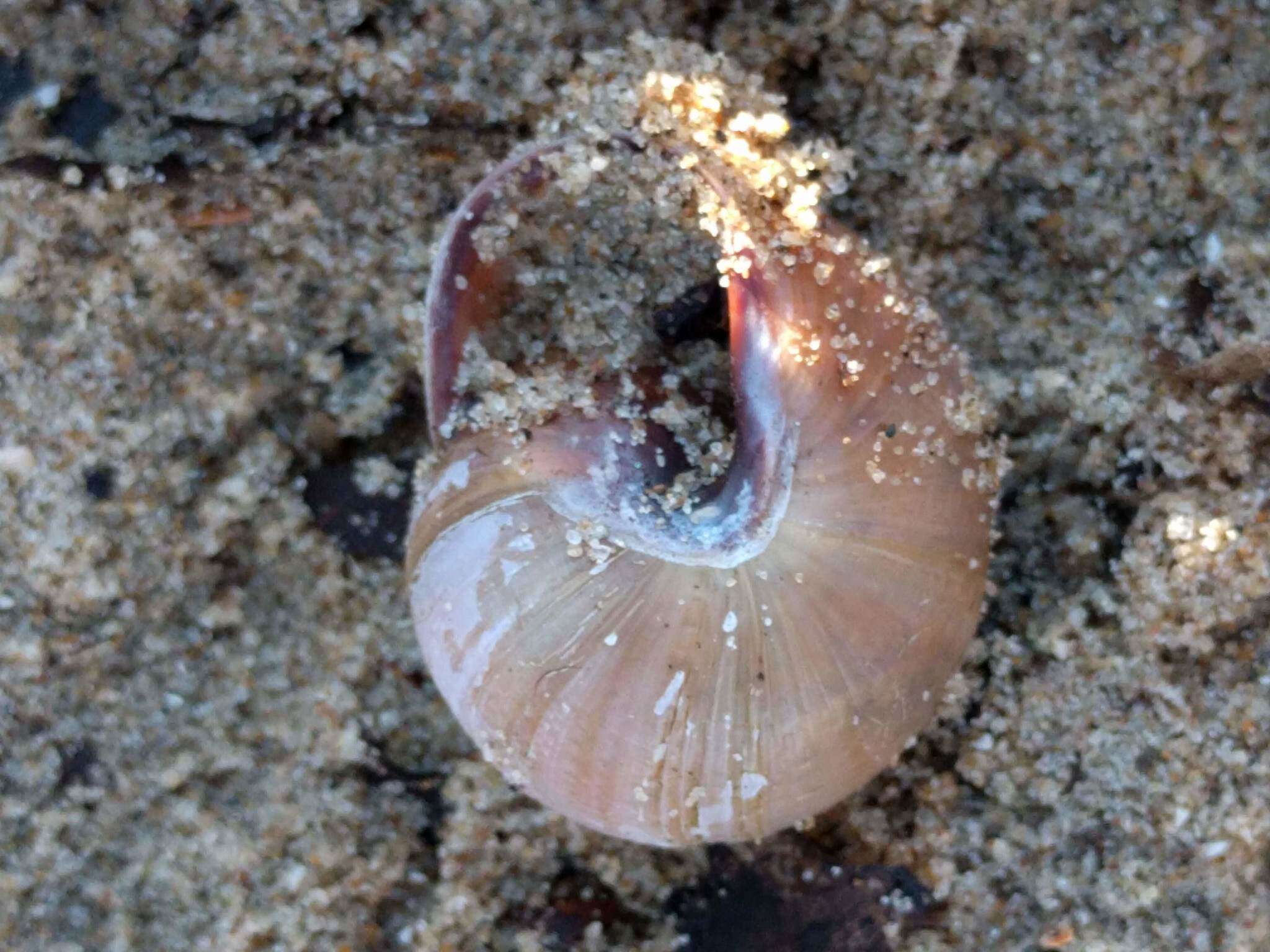 Image of Brown Lipped Snail