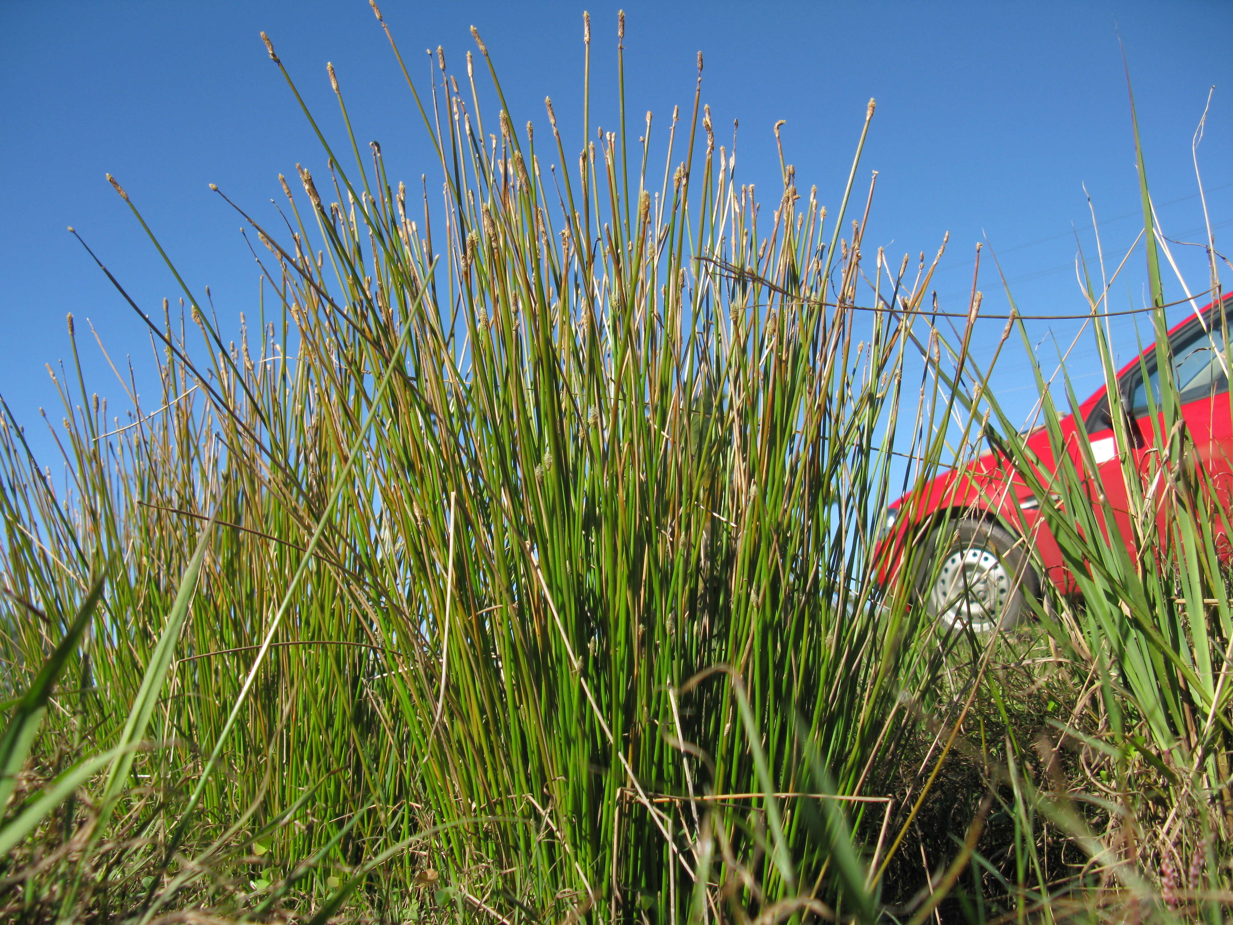 صورة Eleocharis cylindrostachys Boeckeler