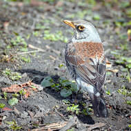 Image of Fieldfare