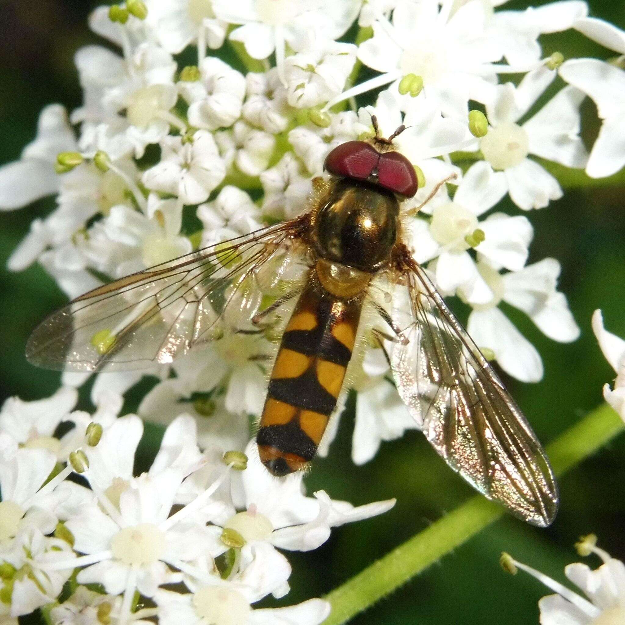 Image of Meliscaeva auricollis (Meigen 1822)