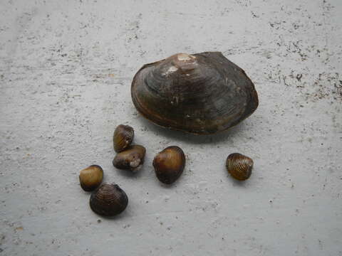 Image of Freshwater & brackish water clams