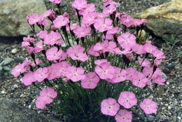 Image of Carpathian Glossy Pink